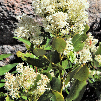 Snowbrush Tree Seeds