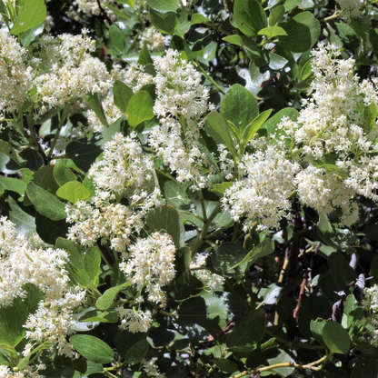 Snowbrush Tree Seeds