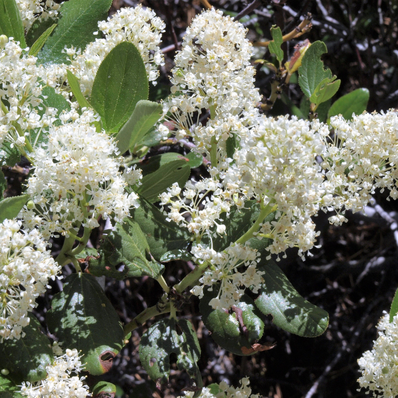 Snowbrush Tree Seeds