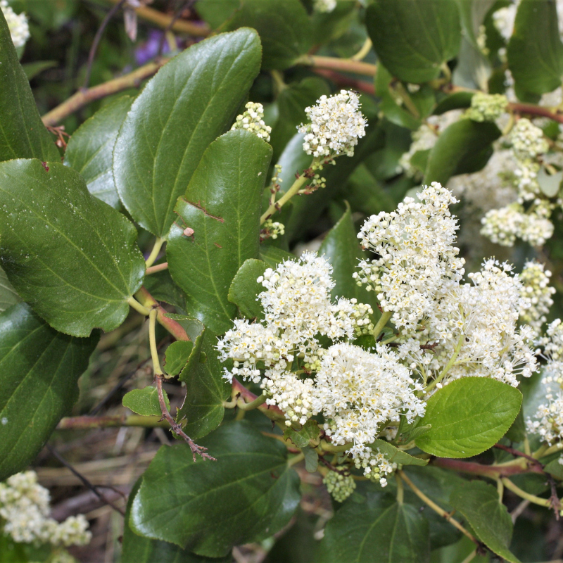 Snowbrush Tree Seeds