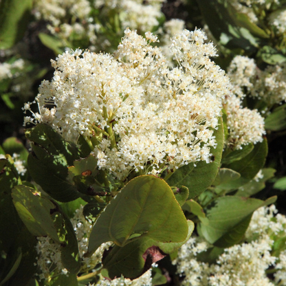 Snowbrush Tree Seeds