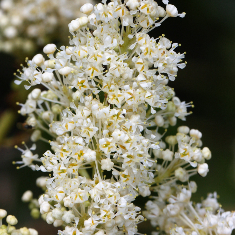 Snowbrush Tree Seeds