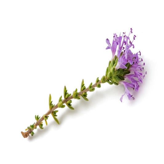 Persian Hyssop Herb Flower Seeds