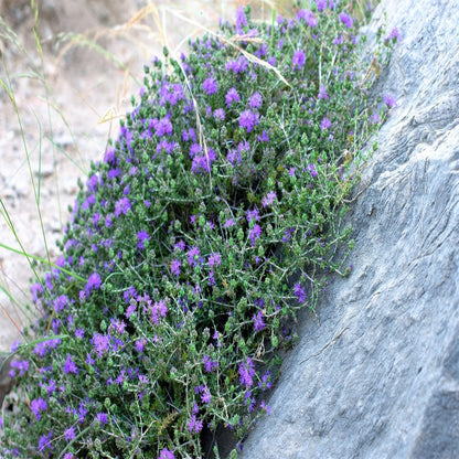 Persian Hyssop Herb Flower Seeds