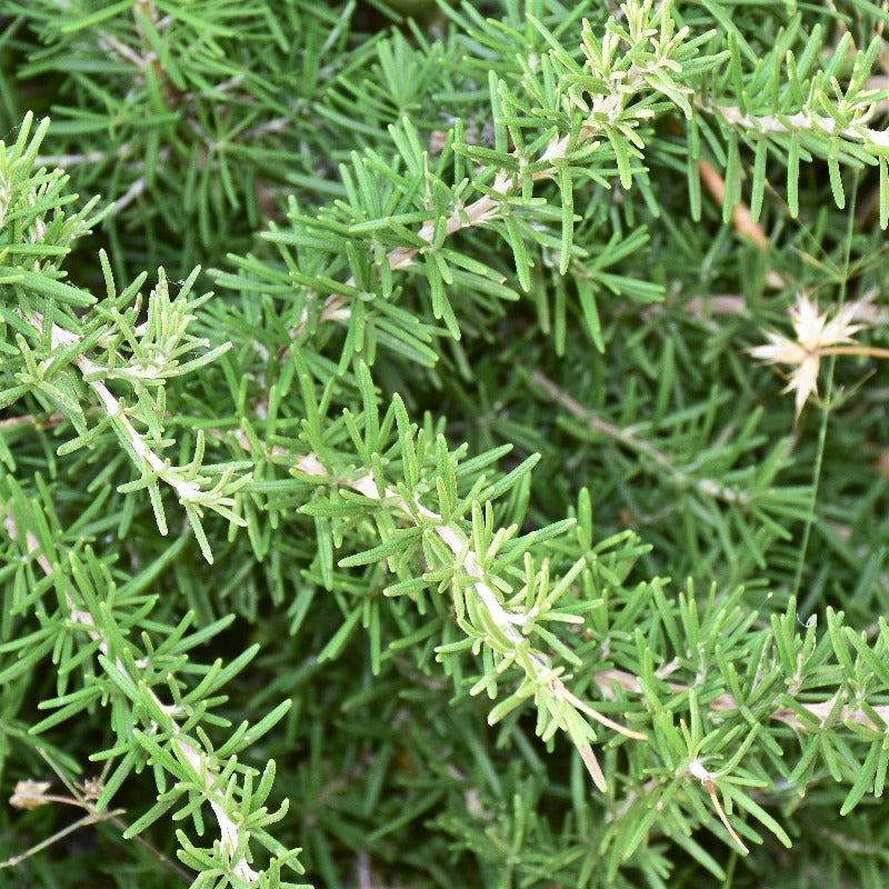 Persian Hyssop Herb Flower Seeds