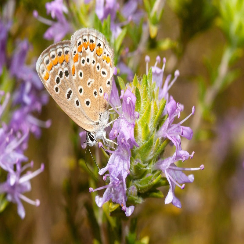 Persian Hyssop Herb Flower Seeds