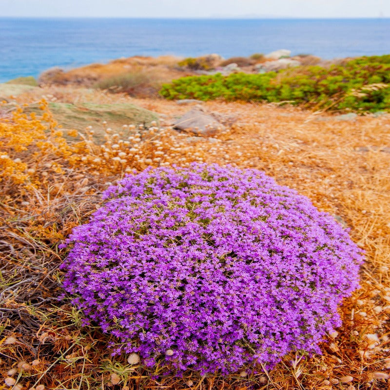 Persian Hyssop Herb Flower Seeds