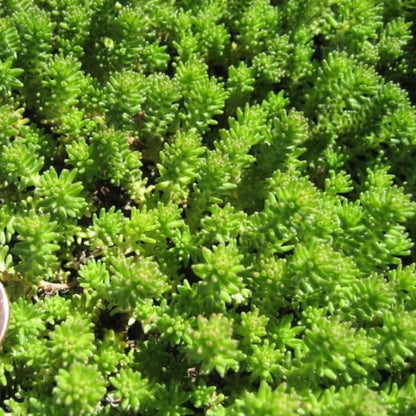 Spanish Stonecrop Seeds