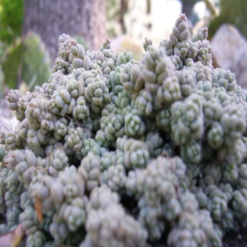 Spanish Stonecrop Seeds