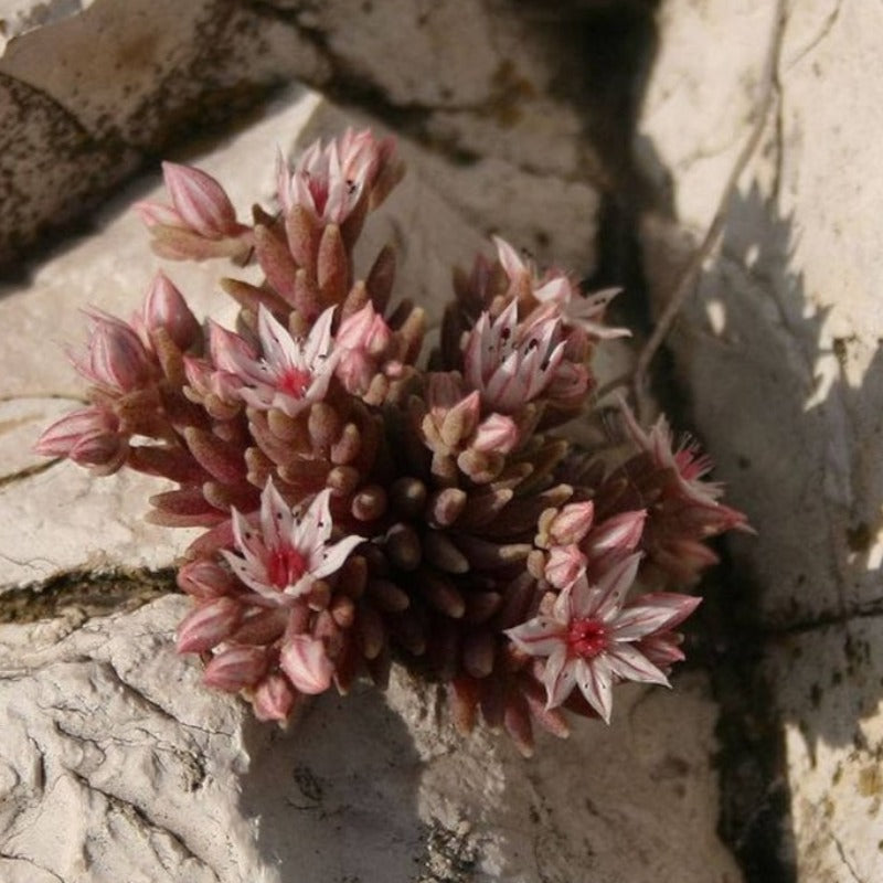 Spanish Stonecrop Seeds