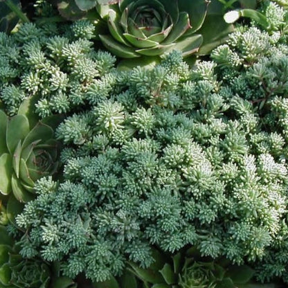 Spanish Stonecrop Seeds