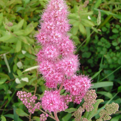 Spiraea Douglasii Roseata Lutea Seeds