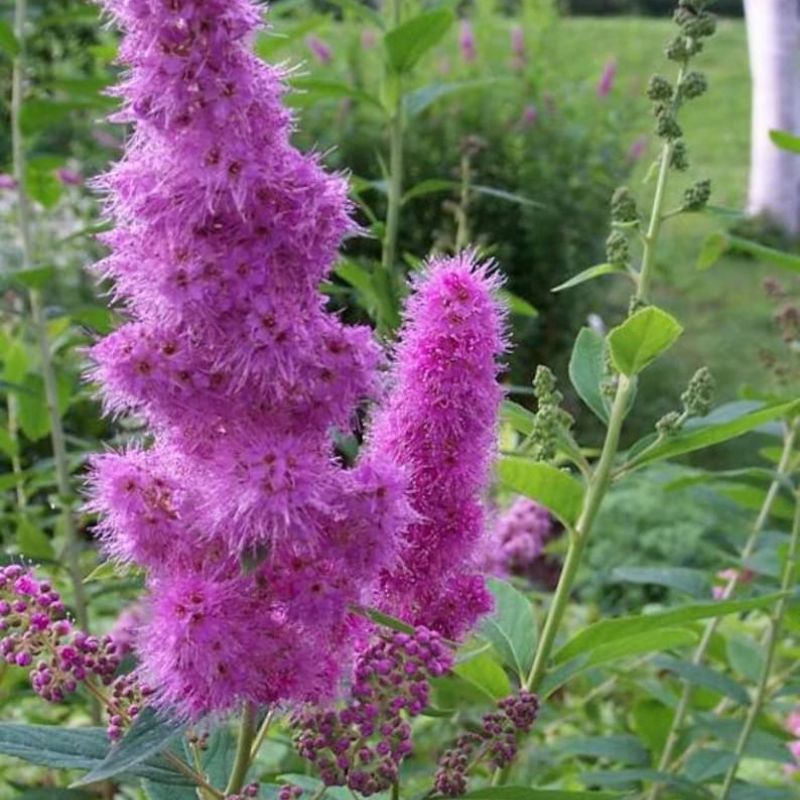 Spiraea Douglasii Roseata Lutea Seeds