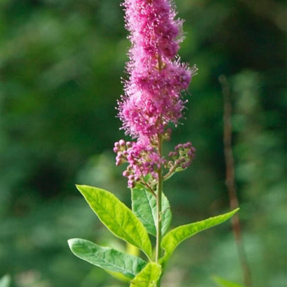 Spiraea Douglasii Roseata Lutea Seeds