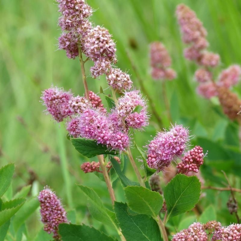 Spiraea Douglasii Roseata Lutea Seeds