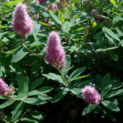 Spiraea Douglasii Roseata Lutea Seeds