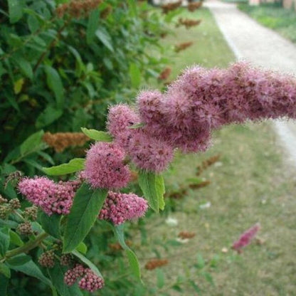 Spiraea Douglasii Roseata Lutea Seeds