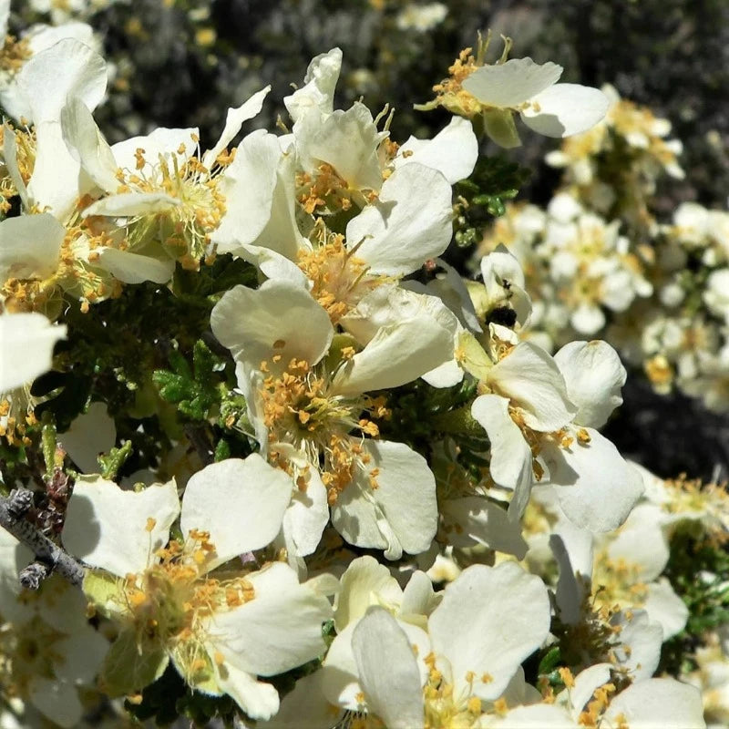 Stansbury Cliffrose Shrub Seeds