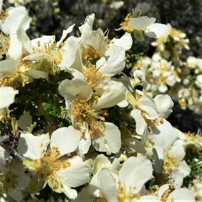 Stansbury Cliffrose Shrub Seeds