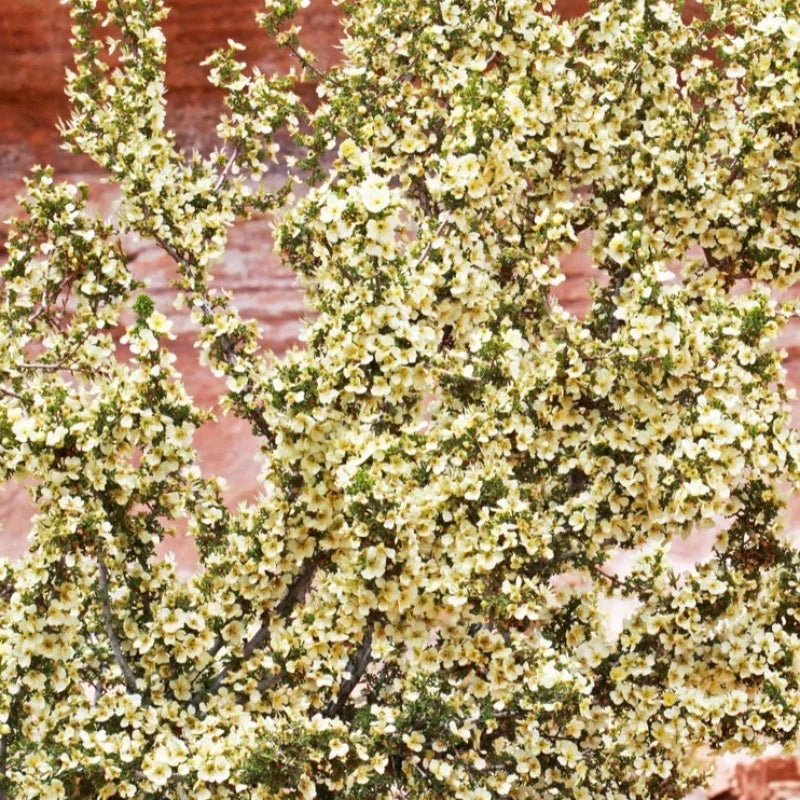 Stansbury Cliffrose Shrub Seeds