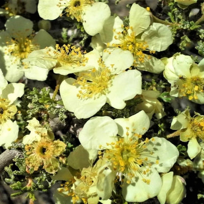 Stansbury Cliffrose Shrub Seeds