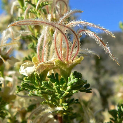 Stansbury Cliffrose Shrub Seeds