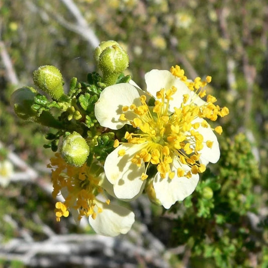 Stansbury Cliffrose Shrub Seeds