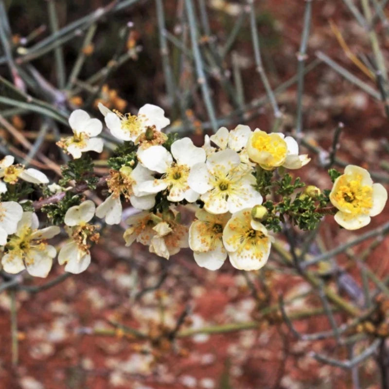 Stansbury Cliffrose Shrub Seeds