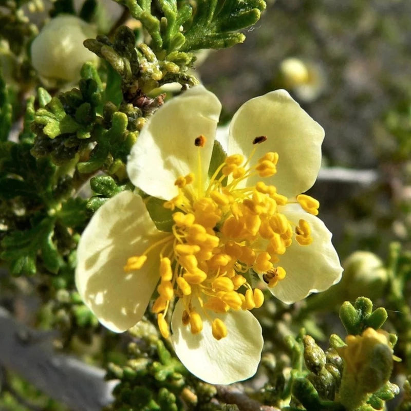 Stansbury Cliffrose Shrub Seeds