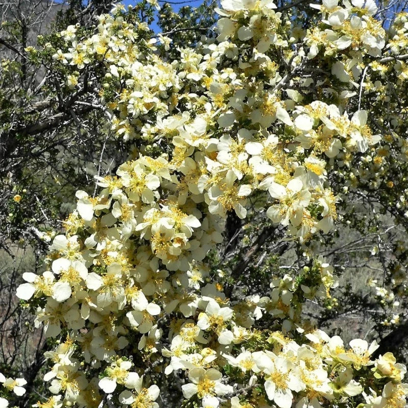 Stansbury Cliffrose Shrub Seeds