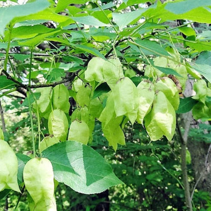 Staphylea Trifolia Tree Seeds