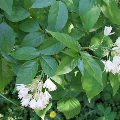 Staphylea Trifolia Tree Seeds