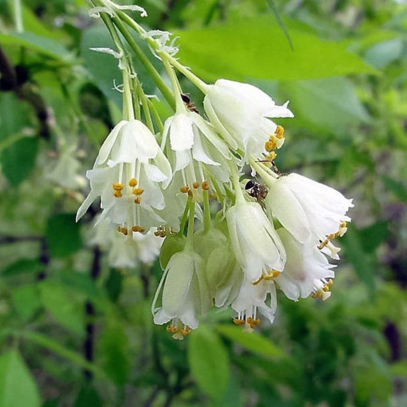 Staphylea Trifolia Tree Seeds