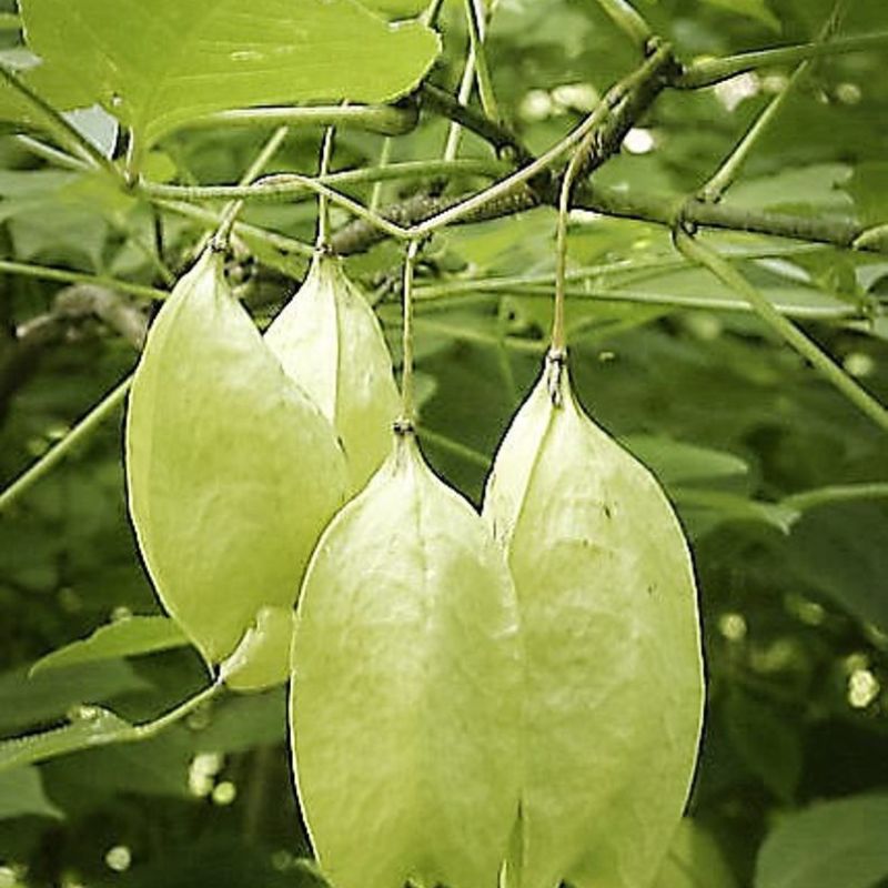 Staphylea Trifolia Tree Seeds