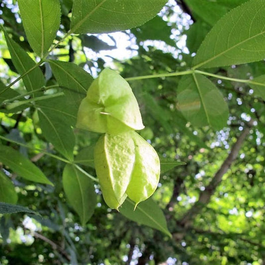 Staphylea Trifolia Tree Seeds