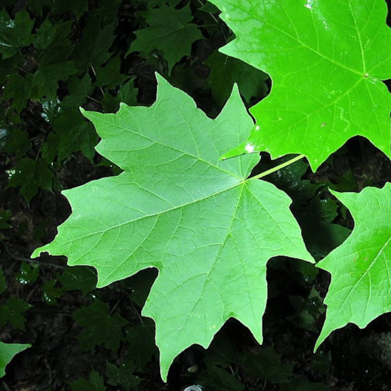 Sugar Maple Tree Seeds