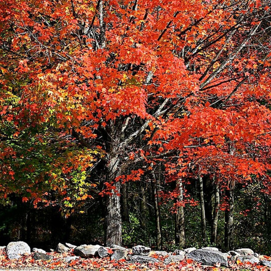 Sugar Maple Tree Seeds