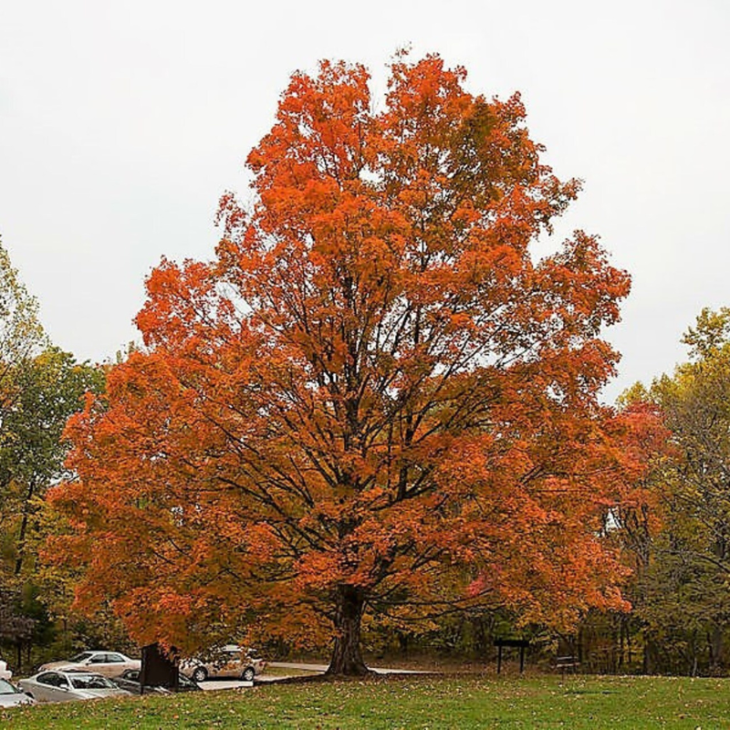 Sugar Maple Tree Seeds