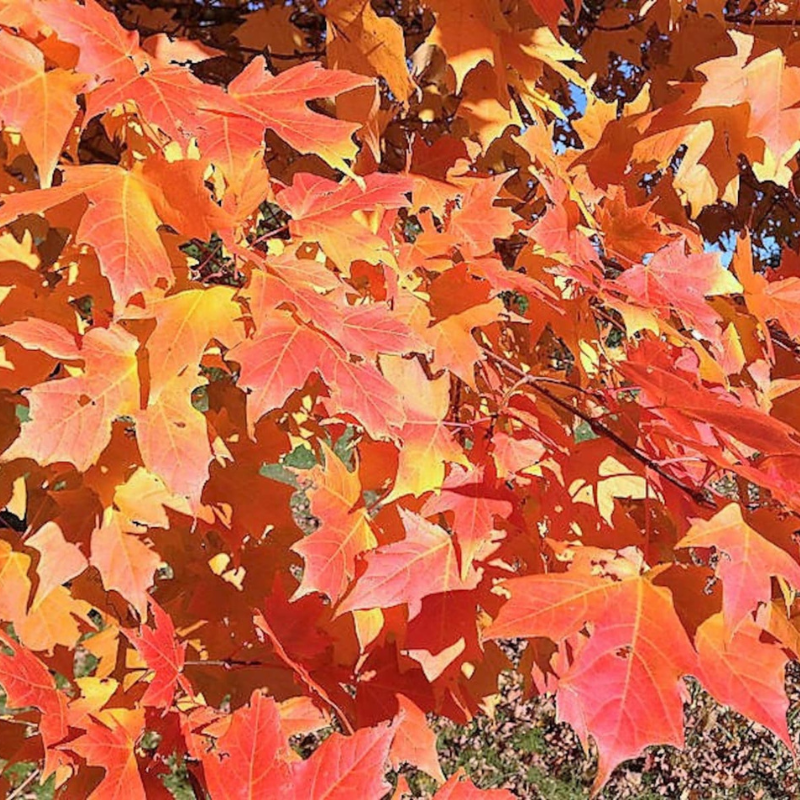 Sugar Maple Tree Seeds