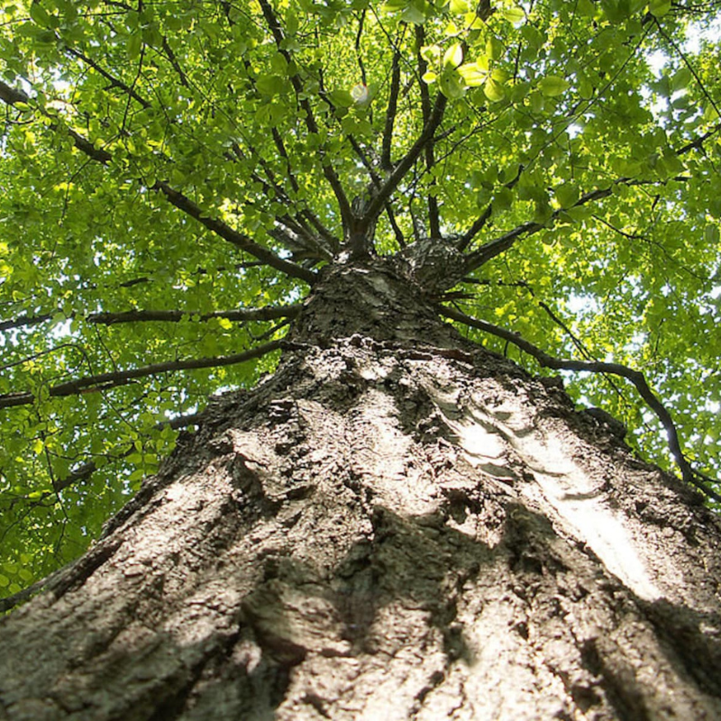 Sugar Maple Tree Seeds