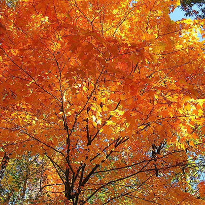 Sugar Maple Tree Seeds