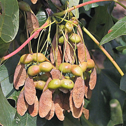 Sugar Maple Tree Seeds