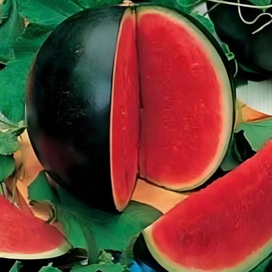 Sugar Watermelon Fruit Seeds