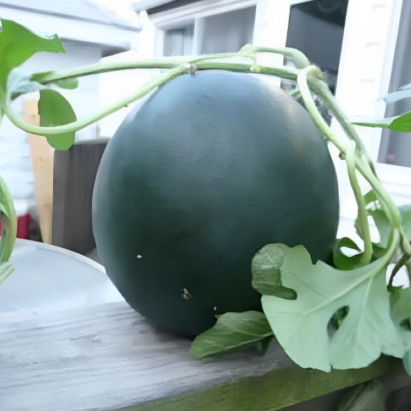 Sugar Watermelon Fruit Seeds