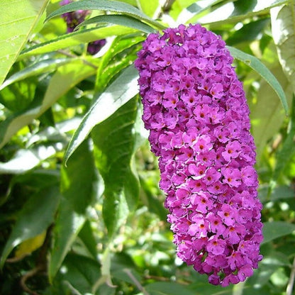 Summer Tree Seeds