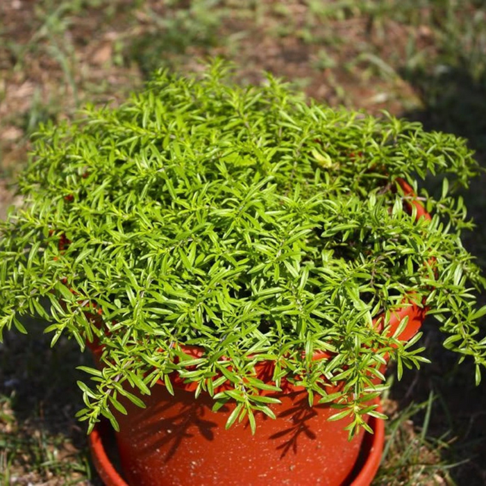 Summer Savory Herb Seeds — Montana Seed Farmer