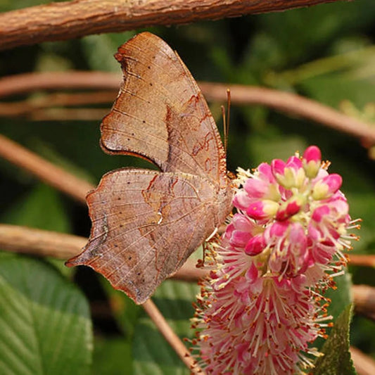 Summersweet Bush Shrub Seeds