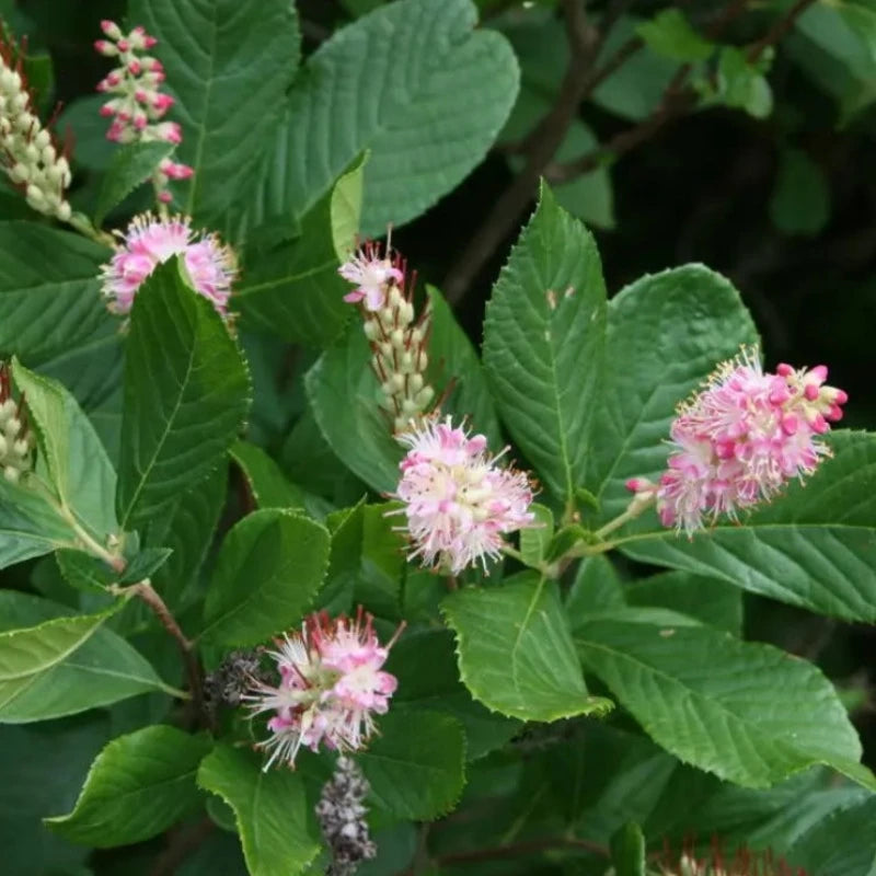 Summersweet Bush Shrub Seeds