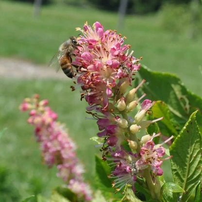 Summersweet Bush Shrub Seeds