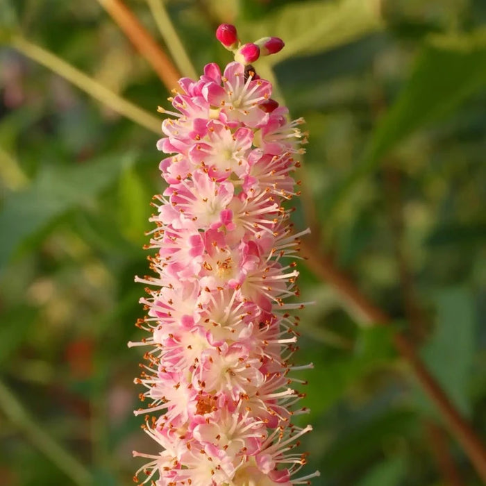 Summersweet Shrub Seeds